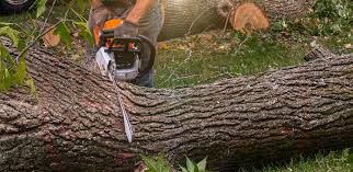 Best Tree Removal  in Covina, CA