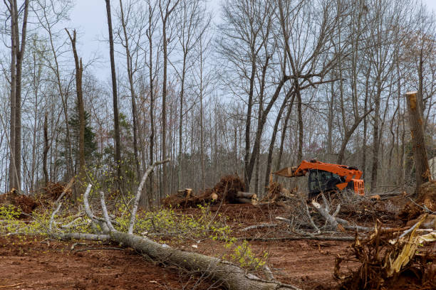 Reliable Covina, CA Tree Removal Services Solutions