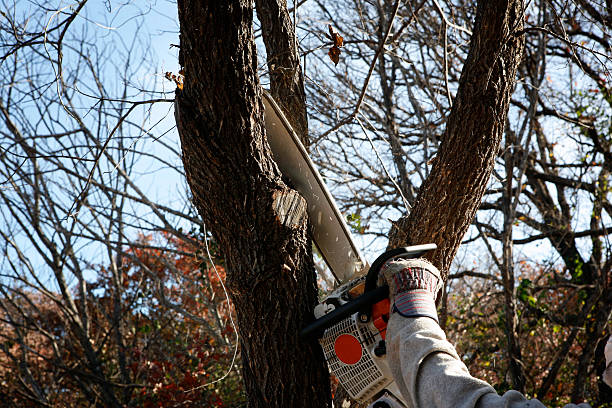 Best Utility Line Clearance  in Covina, CA