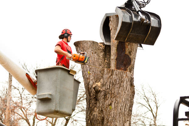 Best Tree and Shrub Care  in Covina, CA